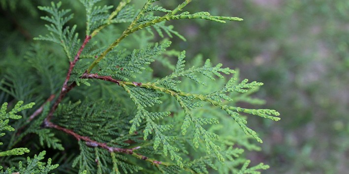 Thuya fitoterapico homeopatia